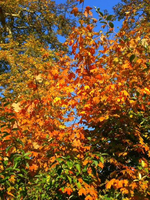 Acer saccharum automne